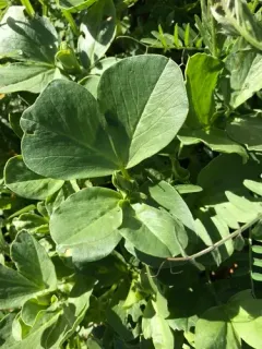 fava bean thumbnail 3