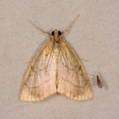 Purple-backed Cabbageworm Moth thumbnail 2
