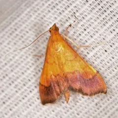 Bicolored Pyrausta Moth thumbnail 3