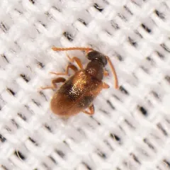 Syzeton subfasciatus thumbnail 3