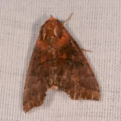 Hibiscus Leaf Caterpillar Moth thumbnail 2