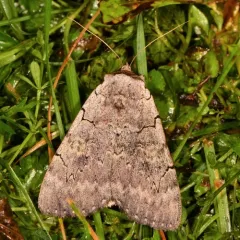 Pink Underwing thumbnail 4