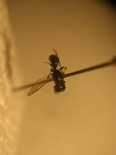 Crossocerus annulipes