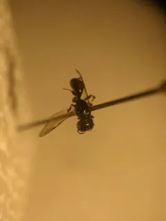 Crossocerus annulipes thumbnail 1