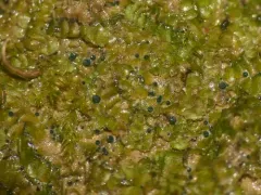 Mniaecia jungermanniae thumbnail 4