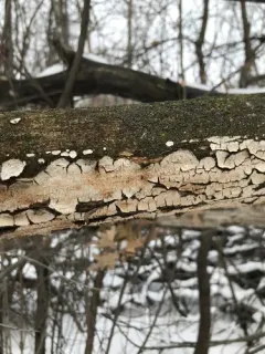 Xylobolus subpileatus thumbnail 3