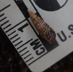 Cerithiopsis stejnegeri thumbnail 4