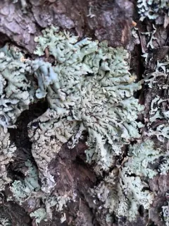 Powdered Tube Lichen thumbnail 2