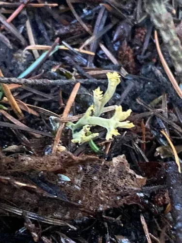 Green-staining Coral Mushroom