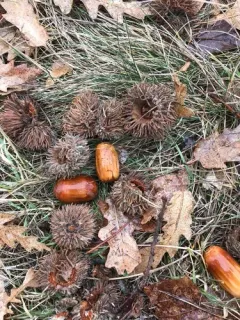 Turkey Oak thumbnail 2