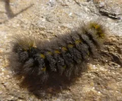 Ross' Tussock Moth thumbnail 4