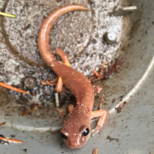 Ensatina