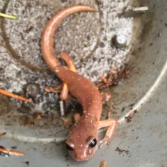 Ensatina thumbnail 1