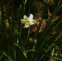 Poet's Narcissus thumbnail 4