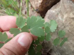 Thalictrum confine thumbnail 2