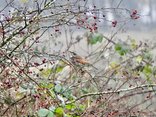 Dusky Thrush