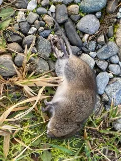 Long-tailed Vole thumbnail 1