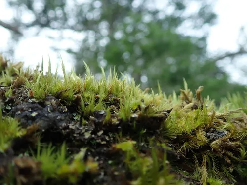 Howell's Dicranum Moss
