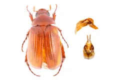 Mid-June Beetle thumbnail 2