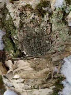 Scaly Pepper-spore Lichen thumbnail 4