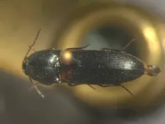 Ampedus semicinctus thumbnail 3
