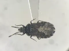 Aradus similis thumbnail 2