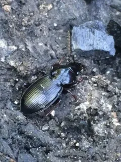 Blue-tinged Harp Ground Beetle thumbnail 2
