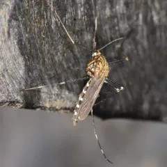 Asian Bush Mosquito thumbnail 2