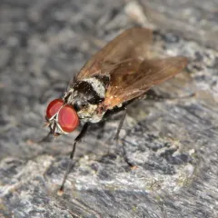 Anthomyia oculifera thumbnail 2