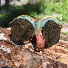Gastroboletus turbinatus thumbnail 2