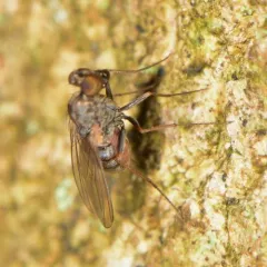 Medetera vittata thumbnail 3