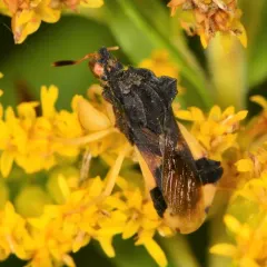 Pennsylvania Ambush Bug thumbnail 1