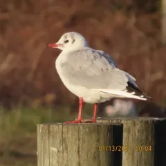 Black-headed Gull thumbnail 2