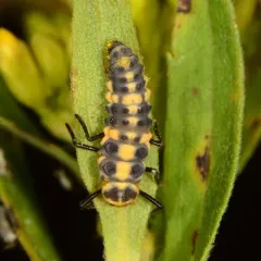Polished Lady Beetle thumbnail 4