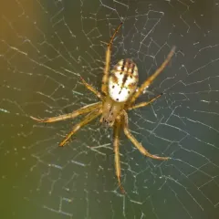 lined orbweaver thumbnail 2