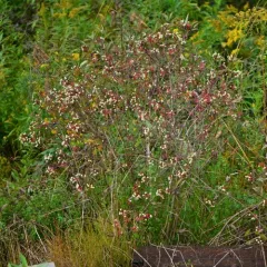 gray dogwood thumbnail 2