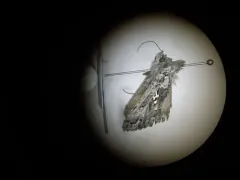 Labrador Tea Looper Moth thumbnail 2