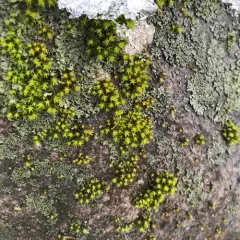 Powder-tipped Shadow Lichen thumbnail 4