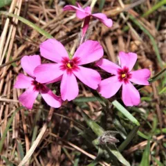 moss phlox thumbnail 4