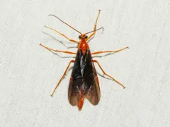 Ophion slossonae thumbnail 4