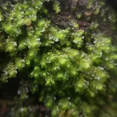 Yellow-ladle Liverwort thumbnail 2