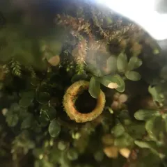 rhizomnium moss thumbnail 4