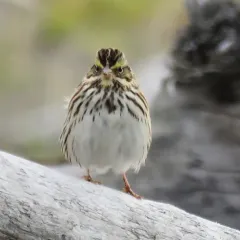 Savannah Sparrow thumbnail 2