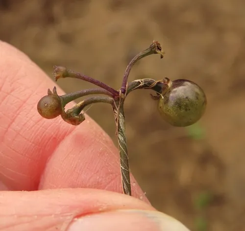 American black nightshade