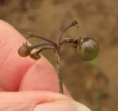 American black nightshade thumbnail 1