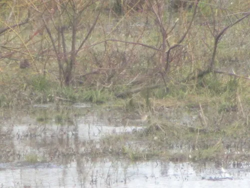 Wood Sandpiper