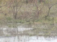 Wood Sandpiper thumbnail 1