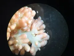 Deep-sea Carnation Coral thumbnail 2