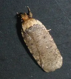 Agonopterix nigrinotella thumbnail 3