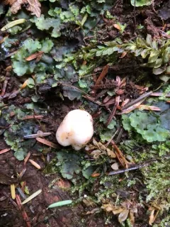 Russula idahoensis thumbnail 2